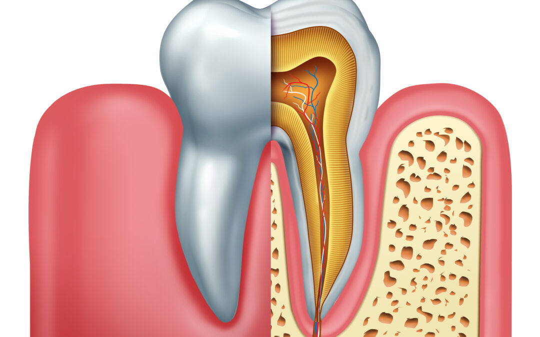 Human tooth anatomy dentistry medical concept as a cross section of a molar with nerves and root canal symbol as a 3D illustration.